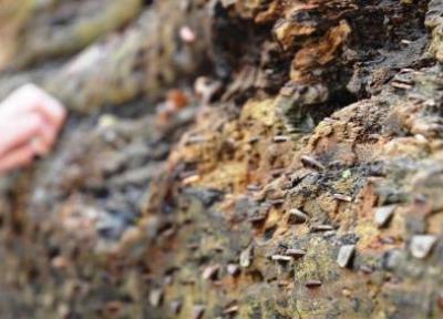 بریتانیا، داستان شگفت انگیز درختان آرزو بریتانیا، داستان شگفت انگیز درختان آرزو